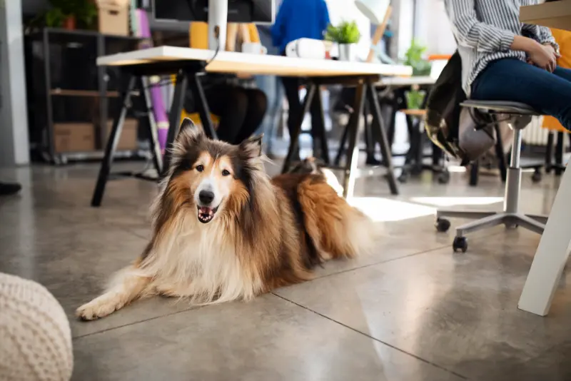 Dog-Friendly Offices in Denver: Why Shift Corona Is Perfect for You (and Your Pup)