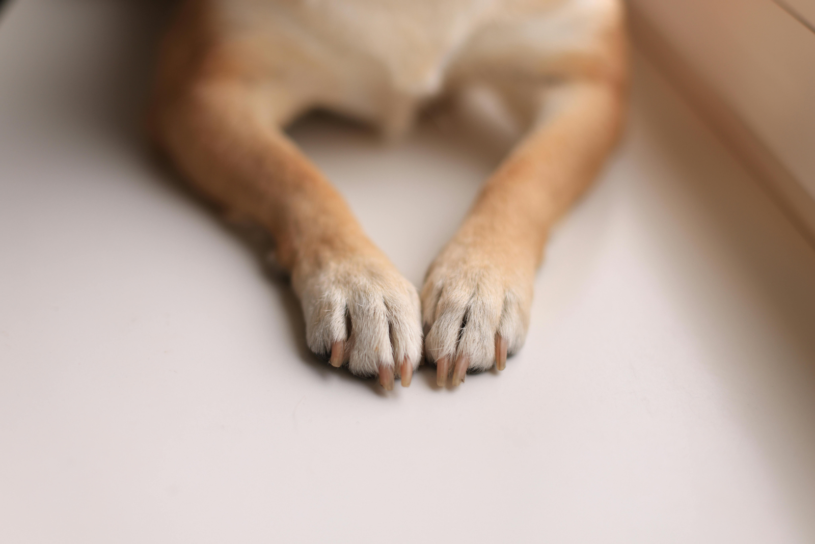 photo of a small dog's paws, tan and white