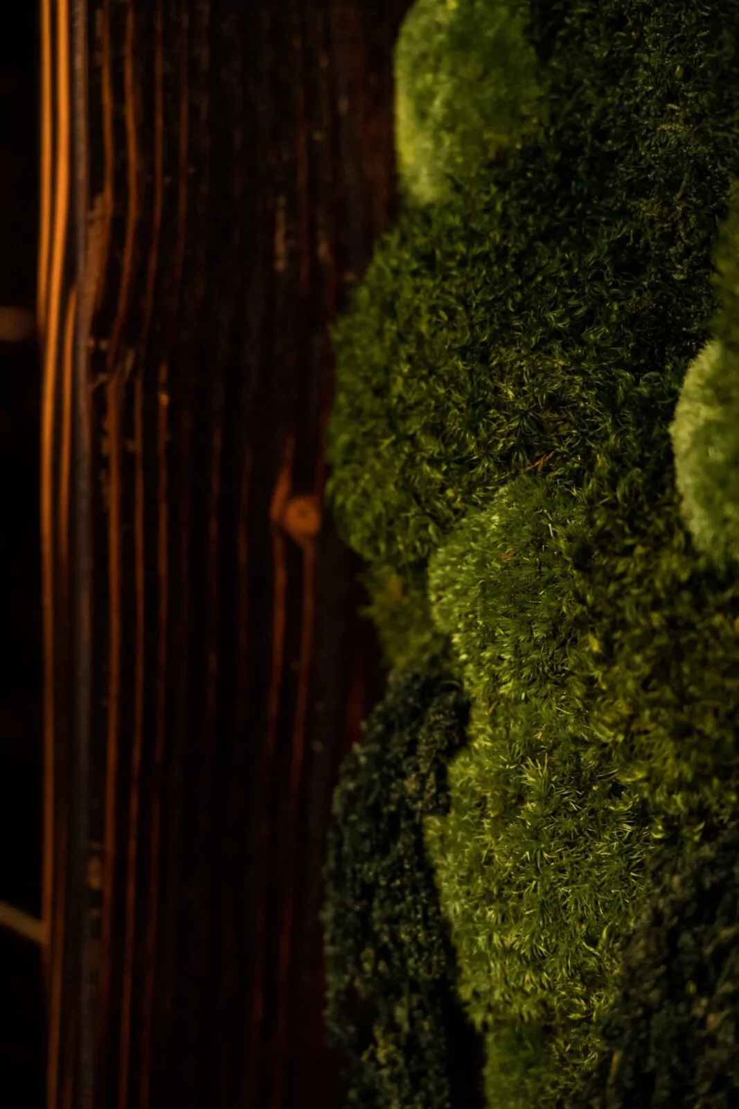 Sustainable living wall at Shift Workspaces with vibrant greenery, promoting a healthy and eco-friendly workspace